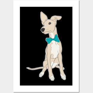 Cute fawn Italian Greyhound with bright teal bow Posters and Art